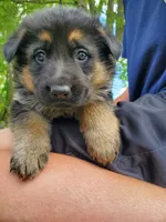 Fox, a female German Shepherd Dog for sale in Glenwood City, WI – 2 of 5