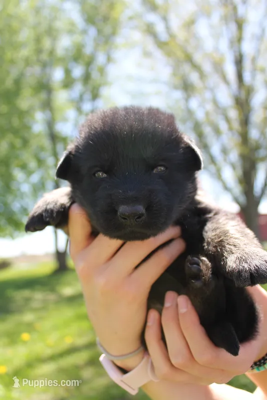 Alpha – German Shepherd Dog puppy for sale in Glenwood City, WI