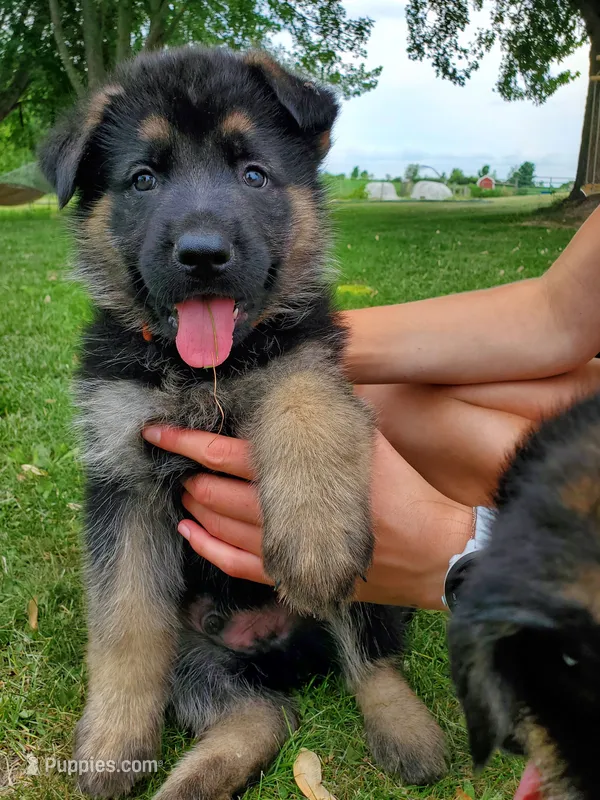 Bravo – German Shepherd Dog puppy for sale in Glenwood City, WI