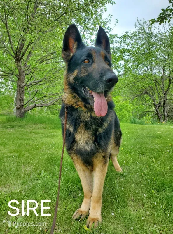 Bravo – German Shepherd Dog puppy for sale in Glenwood City, WI