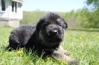 Delta, a male German Shepherd Dog for sale in Glenwood City, WI – 1 of 3