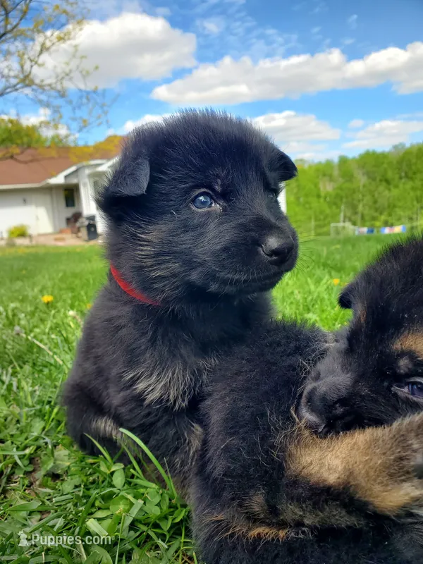 Alpha – German Shepherd Dog puppy for sale in Glenwood City, WI