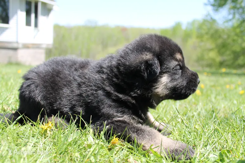 Delta – German Shepherd Dog puppy for sale in Glenwood City, WI