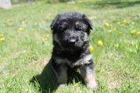 Echo, a female German Shepherd Dog for sale in Glenwood City, WI – 1 of 2