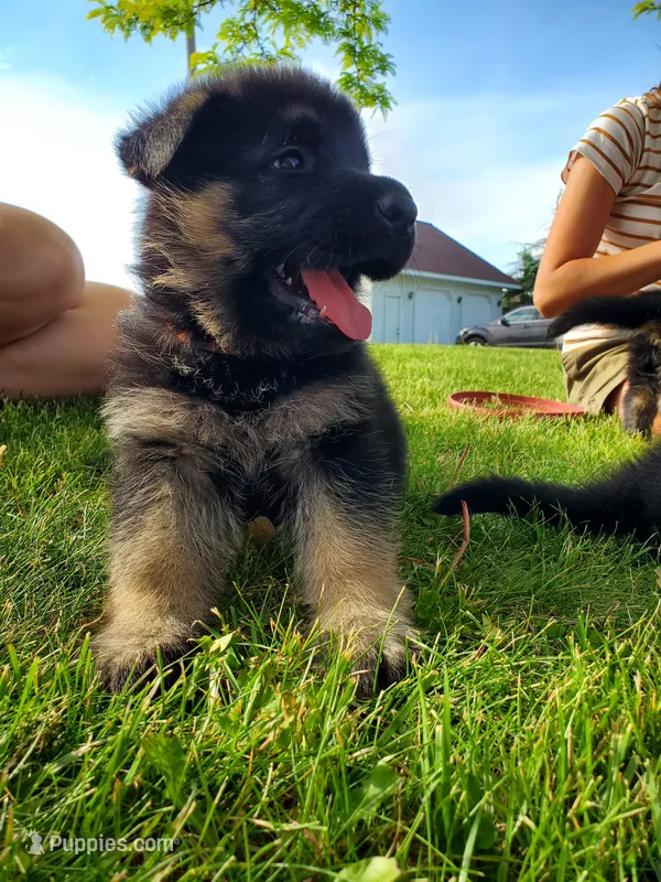 Bravo – German Shepherd Dog puppy for sale in Glenwood City, WI