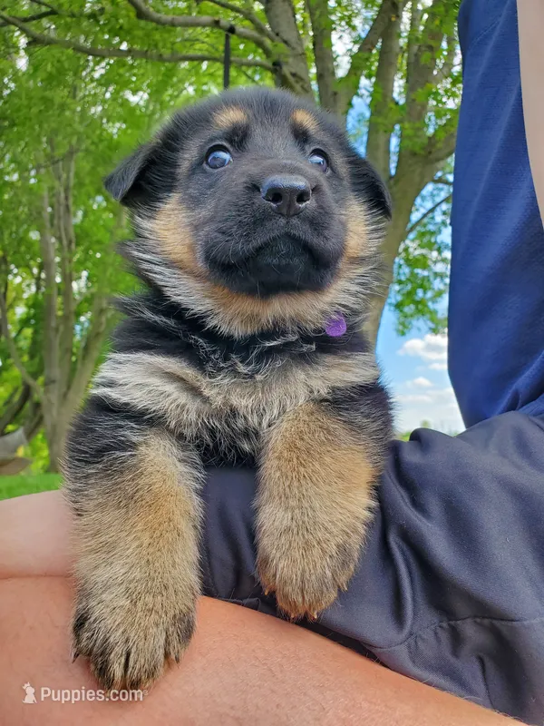 Fox – German Shepherd Dog puppy for sale in Glenwood City, WI