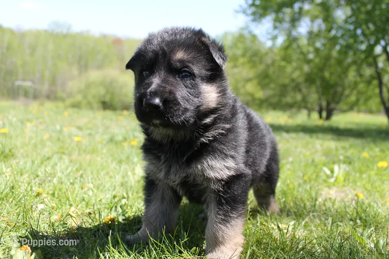 Bravo – German Shepherd Dog puppy for sale in Glenwood City, WI