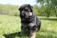 Bravo, a male German Shepherd Dog for sale in Glenwood City, WI – 2 of 4