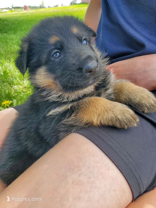 Echo – German Shepherd Dog puppy for sale in Glenwood City, WI