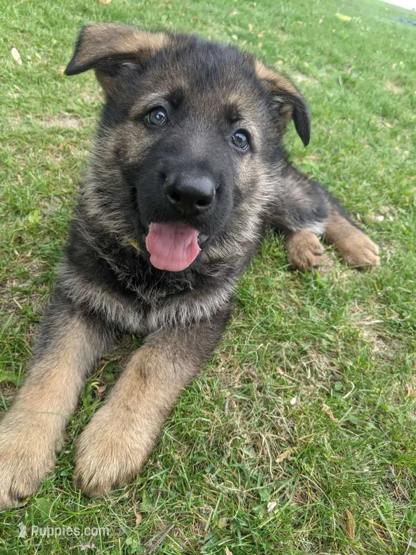 Charlie – German Shepherd Dog puppy for sale in Glenwood City, WI