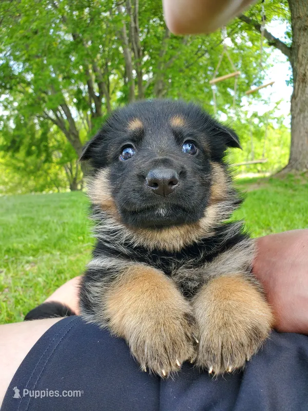 Echo – German Shepherd Dog puppy for sale in Glenwood City, WI