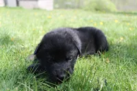 Alpha, a male German Shepherd Dog for sale in Glenwood City, WI – 2 of 2