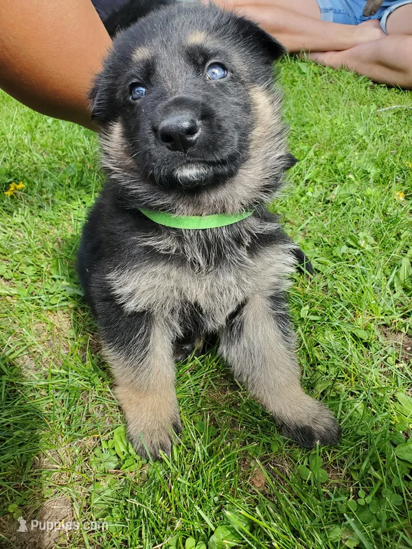 Delta – German Shepherd Dog puppy for sale in Glenwood City, WI