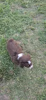 Diego, a male Miniature Australian Shepherd for sale in Vanceboro, NC – 1 of 1