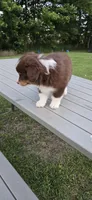 Duke, a male Miniature Australian Shepherd for sale in Vanceboro, NC – 3 of 4