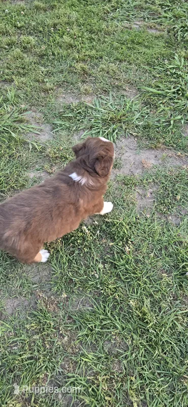 Dash – Miniature Australian Shepherd puppy for sale in Vanceboro, NC