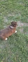 Dash, a male Miniature Australian Shepherd for sale in Vanceboro, NC – 1 of 1