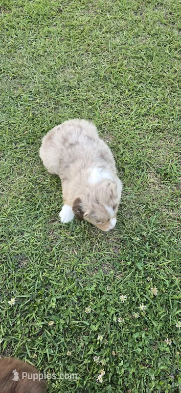 Dusty – Miniature Australian Shepherd puppy for sale in Vanceboro, NC