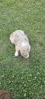 Dusty, a male Miniature Australian Shepherd for sale in Vanceboro, NC – 1 of 1