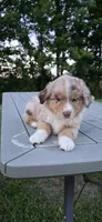 Dusty, a male Miniature Australian Shepherd for sale in Vanceboro, NC – 2 of 4