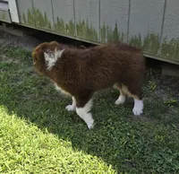 Duke, a male Miniature Australian Shepherd for sale in Vanceboro, NC – 3 of 7