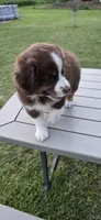 Dash, a male Miniature Australian Shepherd for sale in Vanceboro, NC – 2 of 4