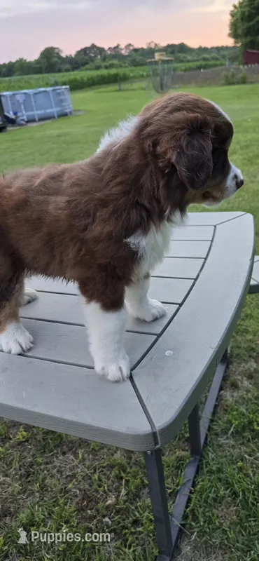 Duke – Miniature Australian Shepherd puppy for sale in Vanceboro, NC