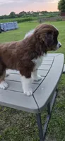Duke, a male Miniature Australian Shepherd for sale in Vanceboro, NC – 1 of 4