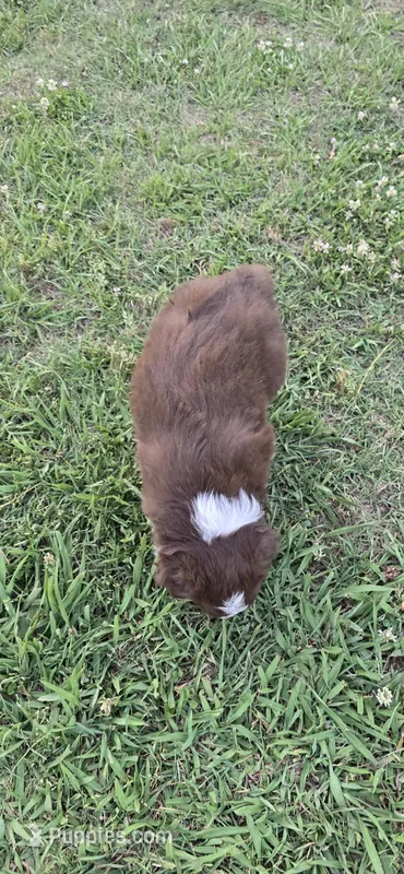 Duke – Miniature Australian Shepherd puppy for sale in Vanceboro, NC