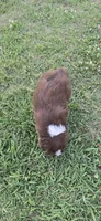 Duke, a male Miniature Australian Shepherd for sale in Vanceboro, NC – 1 of 1