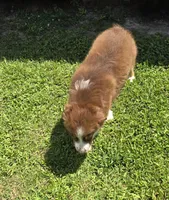 Dash, a male Miniature Australian Shepherd for sale in Vanceboro, NC – 3 of 7