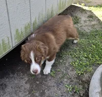 Dash, a male Miniature Australian Shepherd for sale in Vanceboro, NC – 2 of 7
