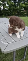 Dash, a male Miniature Australian Shepherd for sale in Vanceboro, NC – 3 of 4