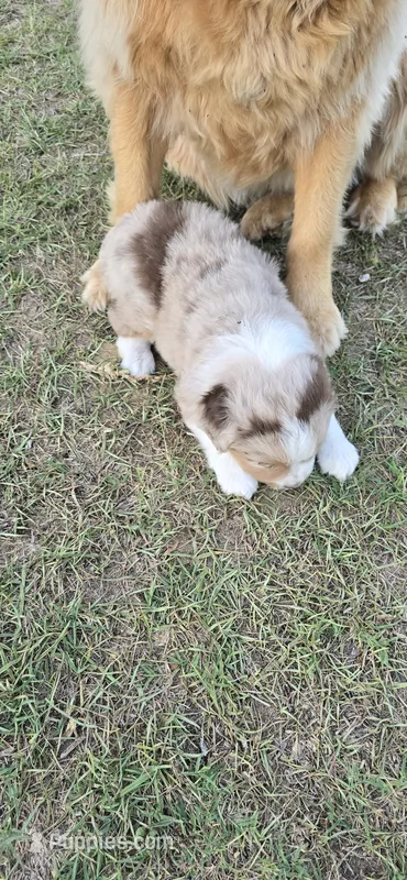 Diesel – Miniature Australian Shepherd puppy for sale in Vanceboro, NC