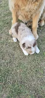 Diesel, a male Miniature Australian Shepherd for sale in Vanceboro, NC – 1 of 1