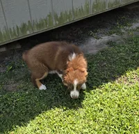 Dash, a male Miniature Australian Shepherd for sale in Vanceboro, NC – 1 of 7