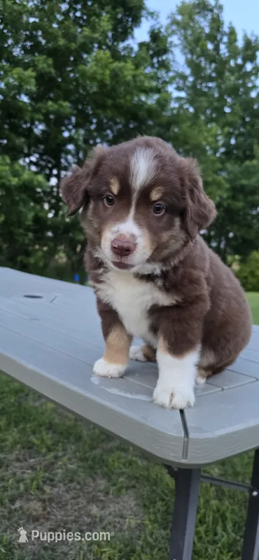 Diego – Miniature Australian Shepherd puppy for sale in Vanceboro, NC