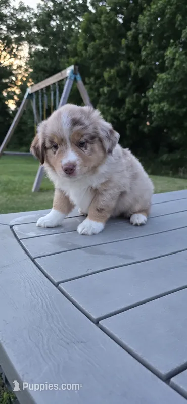 Dusty – Miniature Australian Shepherd puppy for sale in Vanceboro, NC