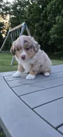 Dusty, a male Miniature Australian Shepherd for sale in Vanceboro, NC – 1 of 4