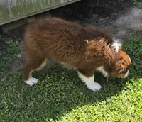 Duke, a male Miniature Australian Shepherd for sale in Vanceboro, NC – 2 of 7