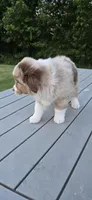 Diesel, a male Miniature Australian Shepherd for sale in Vanceboro, NC – 2 of 4