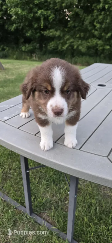 Dash – Miniature Australian Shepherd puppy for sale in Vanceboro, NC