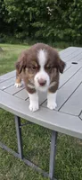 Dash, a male Miniature Australian Shepherd for sale in Vanceboro, NC – 1 of 4