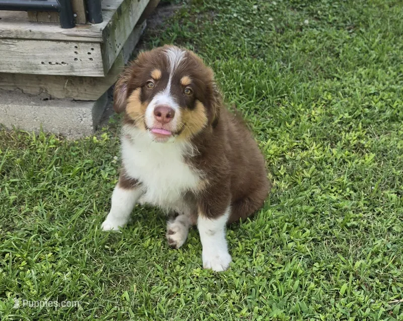 Duke – Miniature Australian Shepherd puppy for sale in Vanceboro, NC