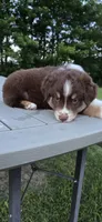 Diego, a male Miniature Australian Shepherd for sale in Vanceboro, NC – 3 of 4