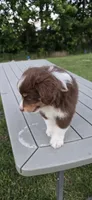Duke, a male Miniature Australian Shepherd for sale in Vanceboro, NC – 2 of 4