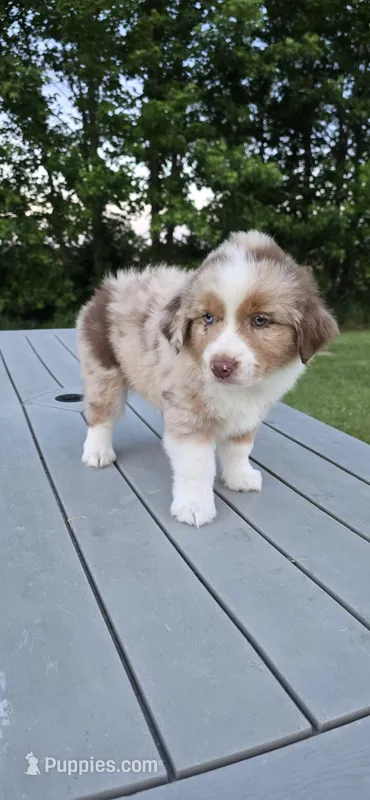 Diesel – Miniature Australian Shepherd puppy for sale in Vanceboro, NC