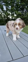 Diesel, a male Miniature Australian Shepherd for sale in Vanceboro, NC – 1 of 4