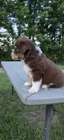 Diego, a male Miniature Australian Shepherd for sale in Vanceboro, NC – 2 of 4
