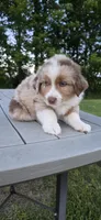 Diesel, a male Miniature Australian Shepherd for sale in Vanceboro, NC – 3 of 4